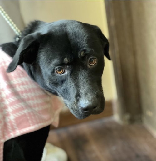 Hannah!, an adoptable Black Labrador Retriever in Mt. Laurel, NJ