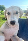 adoptable Dog in  named Buff lab pup