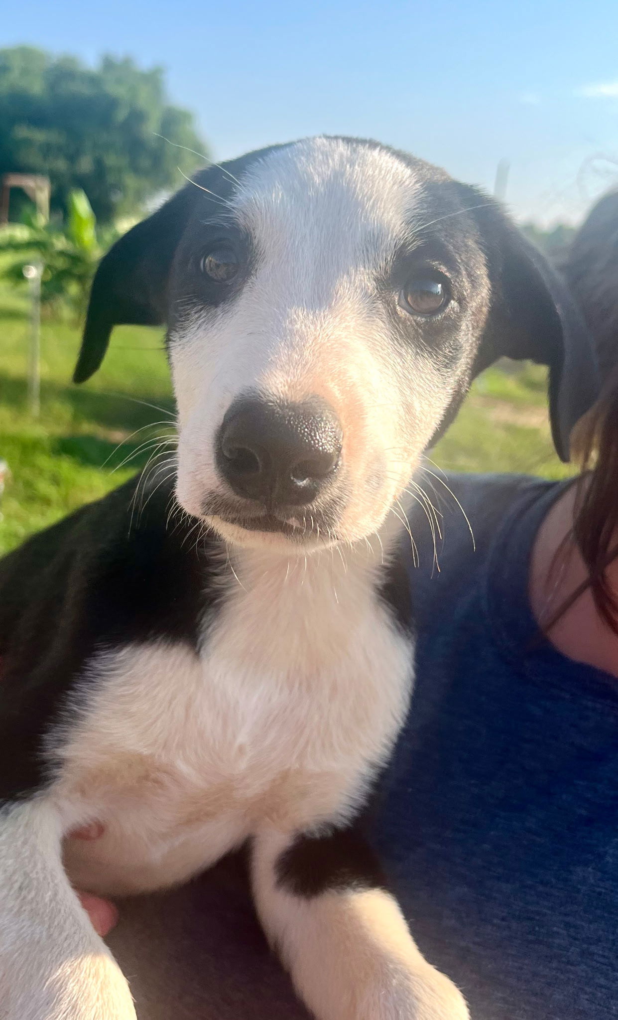 adoptable Dog in Mount Laurel, NJ named Border Collie , lab pups