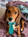 adoptable Dog in mount laurel, NJ named Beagle, Beagle