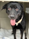 adoptable Dog in mount laurel, NJ named Black lab , Black Lab