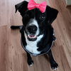 adoptable Dog in , NJ named Lady