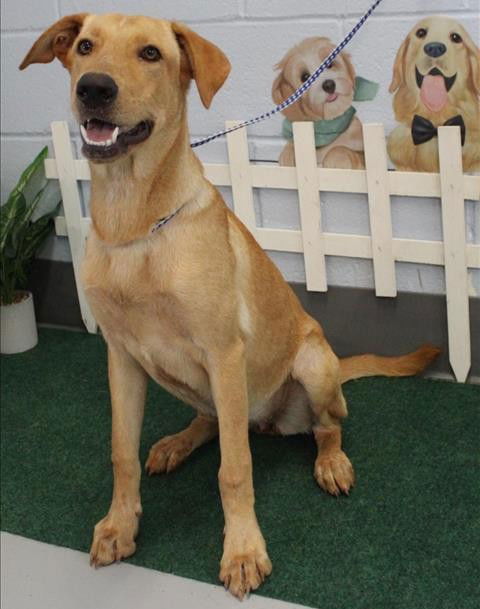 adoptable Dog in Mount Laurel, NJ named LIZZIE