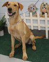 adoptable Dog in , NJ named LIZZIE