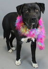 adoptable Dog in  named Special
