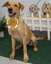 adoptable Dog in , NJ named YELLOW LAB MIX