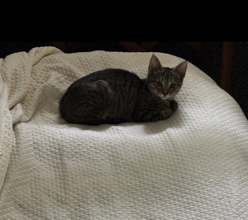BUSTER AND POTTER - Domestic Short Hair available for adoption