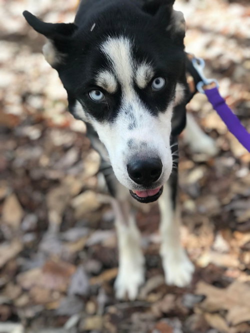 picture of the dog needing adoption