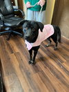 Labs, Labs - Photo 1