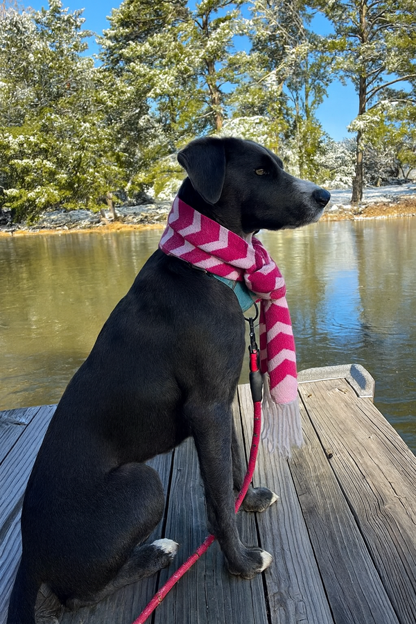 Black lab, black lab