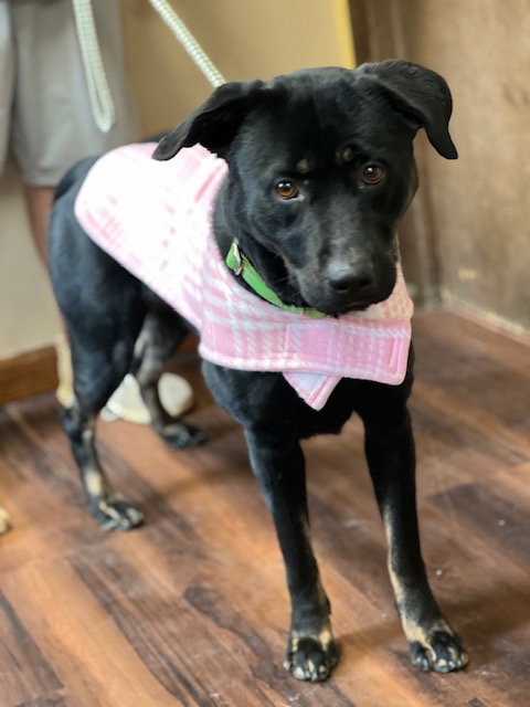 Black lab, black lab, an adoptable Black Labrador Retriever in Mt. Laurel, NJ