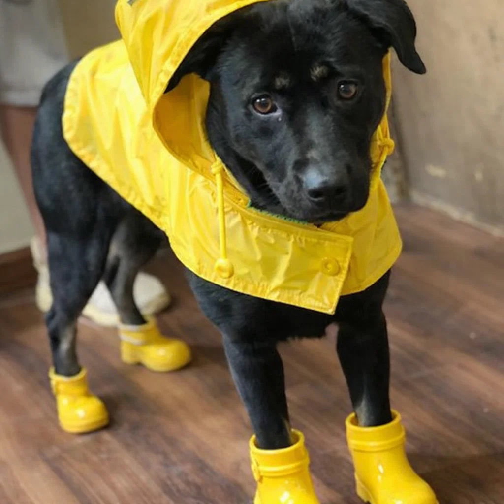 Black lab, black lab Image