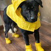 Black lab, black lab - Photo 1