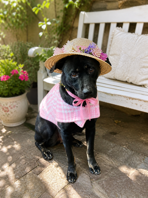 FEMALE BLACK LAB, BLACK LAB - Black Labrador Retriever / Doberman Pinscher available for adoption