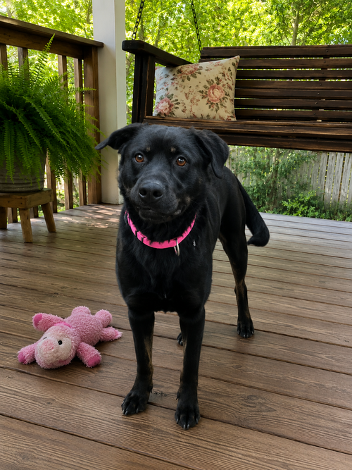 Female Black lab, black lab, an adoptable Black Labrador Retriever in Mt. Laurel, NJ