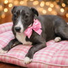 Border Collie, Border Collie - Photo 1