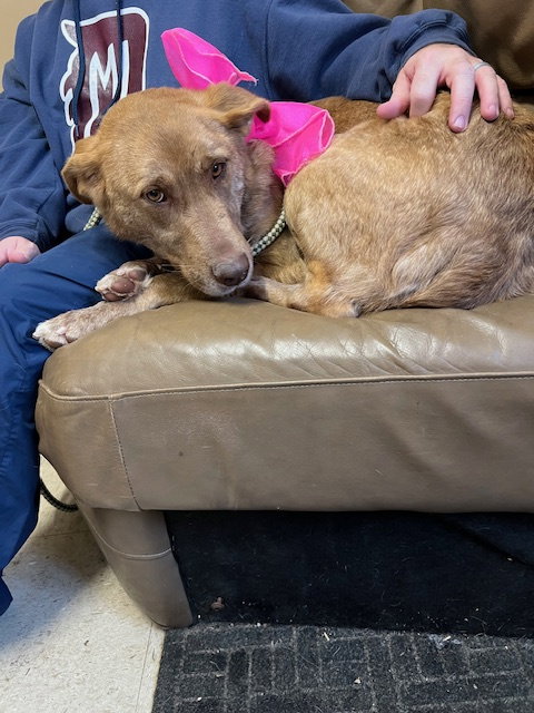 picture of the dog needing adoption