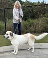 Great Pyrenees golden retriever mix - Photo 3