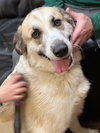 Great Pyrenees golden retriever mix - Photo 2