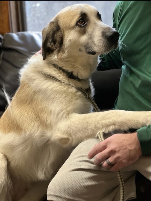 picture of the dog needing adoption