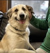 Great Pyrenees golden retriever mix - Photo 4