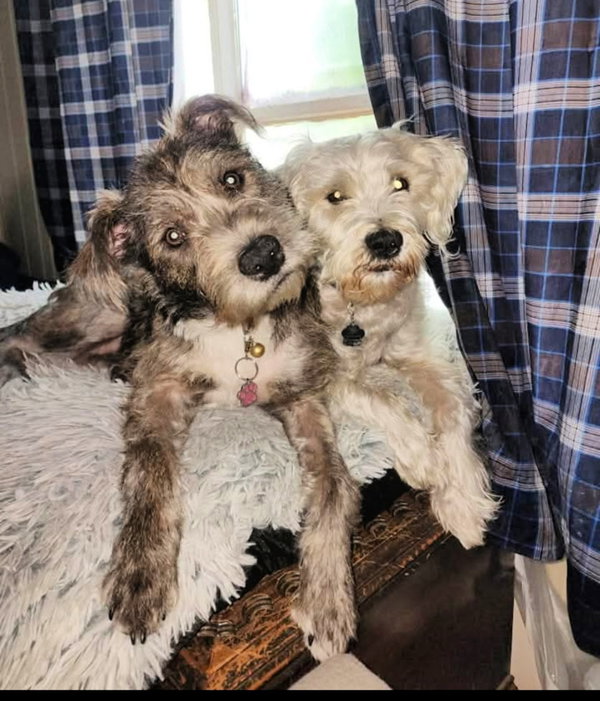 Tazzi doggie on the right