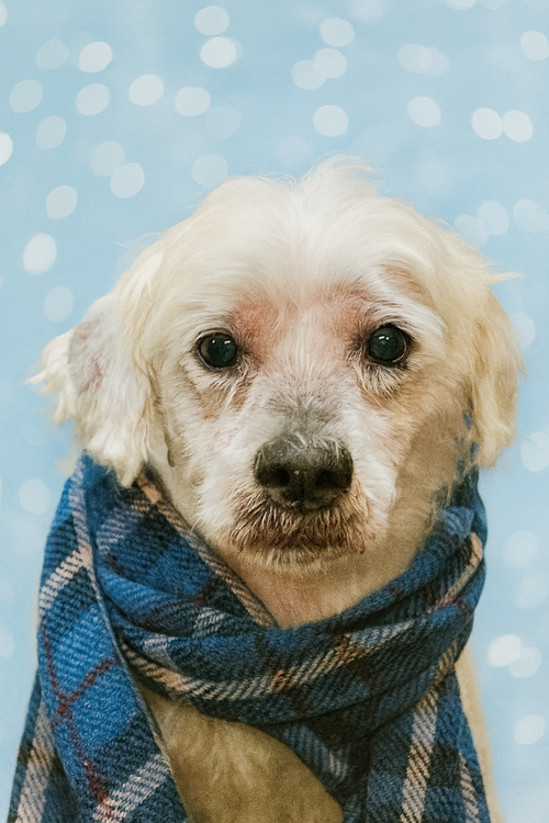 picture of the dog needing adoption