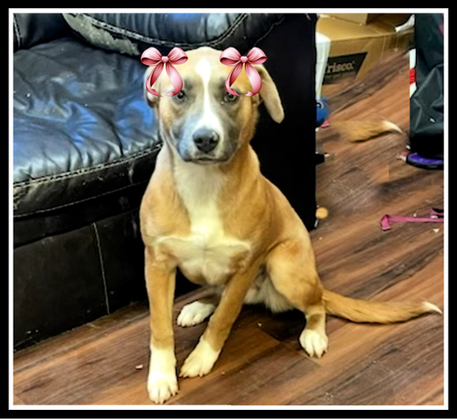 picture of the dog needing adoption