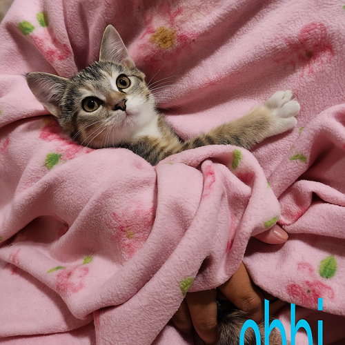 BOBBI - Tabby available for adoption