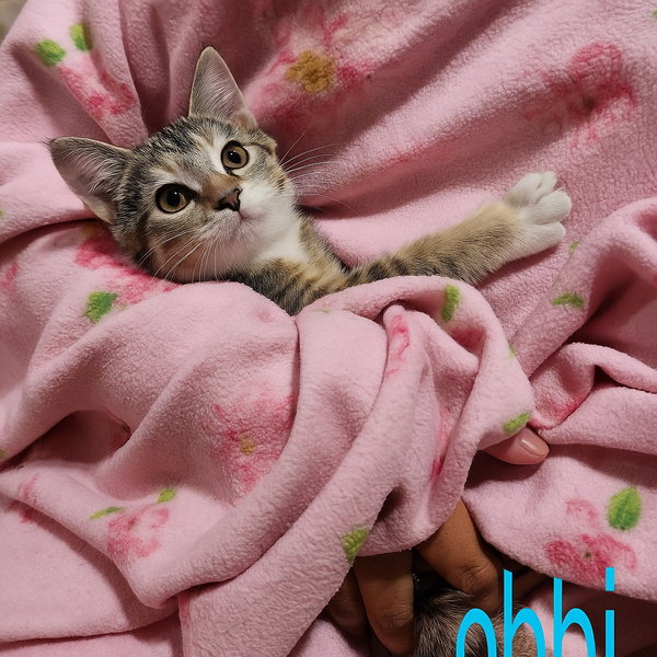 BOBBI