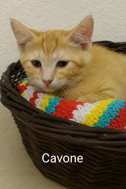CAVONE - Domestic Short Hair available for adoption
