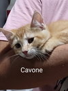 Cavone - Photo 2