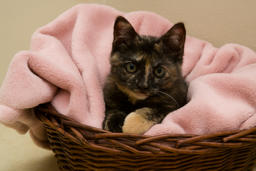 SOPHIE - Tortoiseshell available for adoption