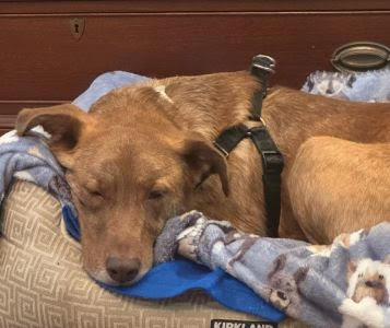 Golden lab mix