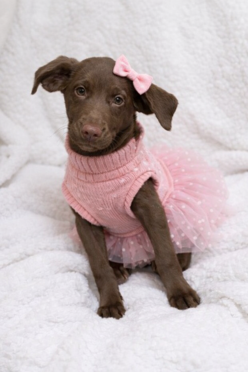 picture of the dog needing adoption