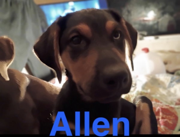 Allen
