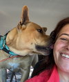 ENGLISH BULL DOG MIX - Photo 2