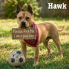 HAWK - Photo 1