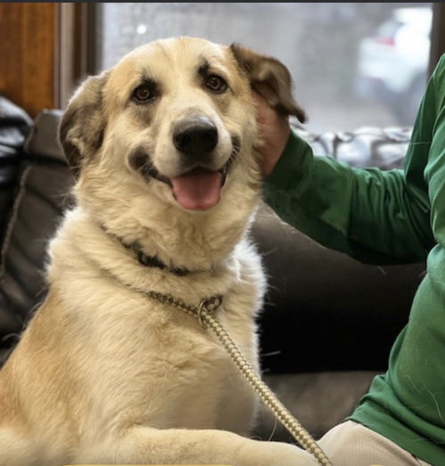picture of the dog needing adoption