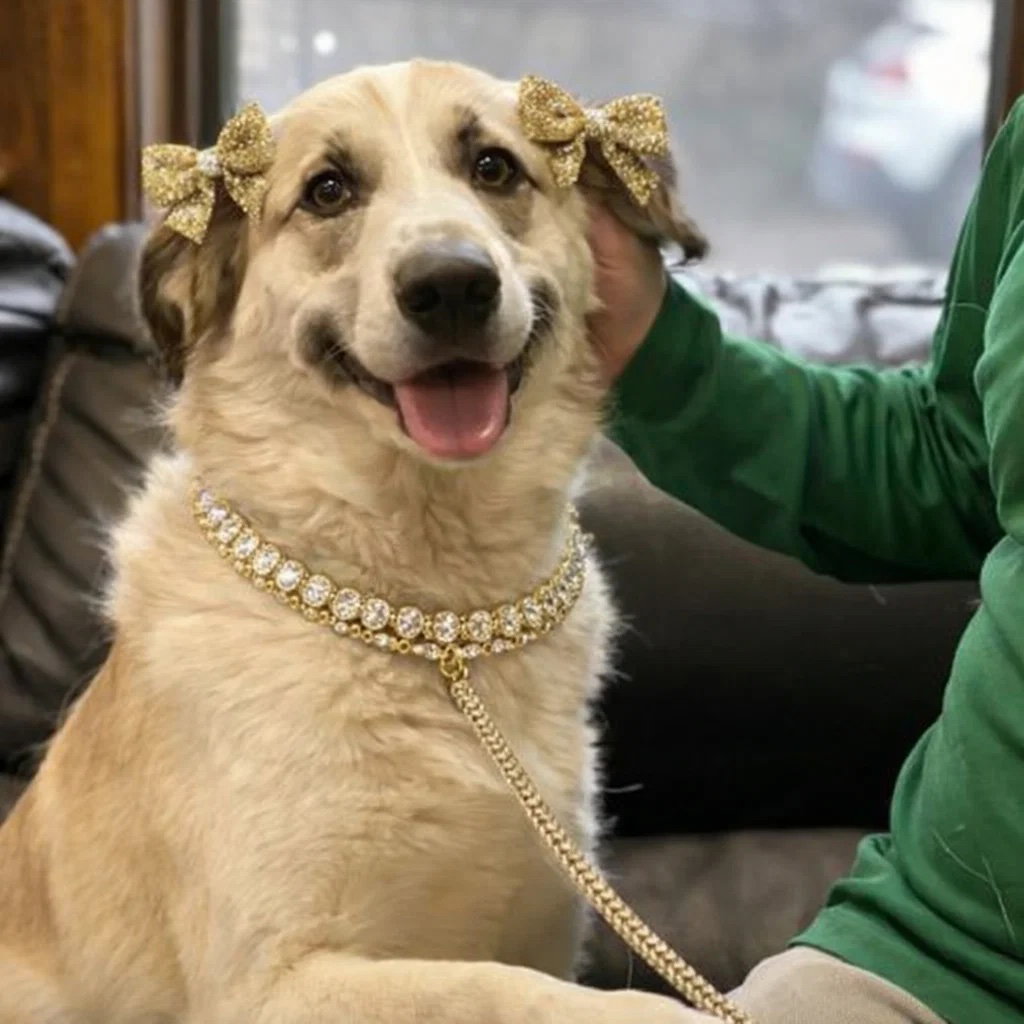 Golden retriever mix Image