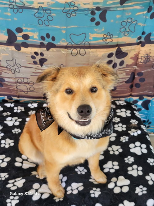 picture of the dog needing adoption