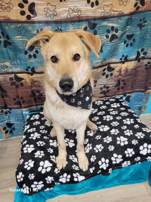picture of the dog needing adoption
