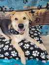 ODDIE,The big Teddy Bear