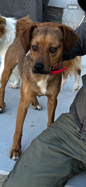 picture of the dog needing adoption
