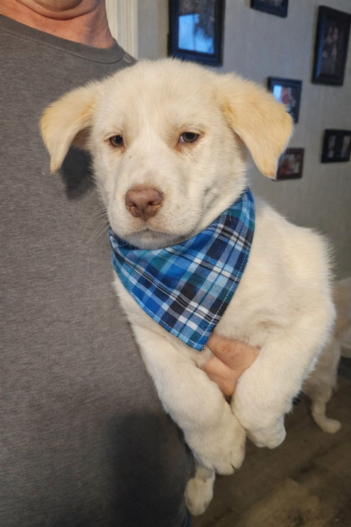 picture of the dog needing adoption