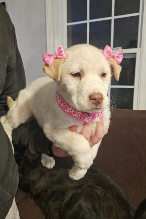picture of the dog needing adoption