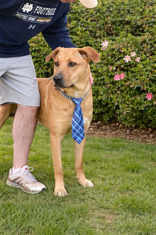 Chachi, an adoptable Yellow Labrador Retriever in Mt. Laurel, NJ