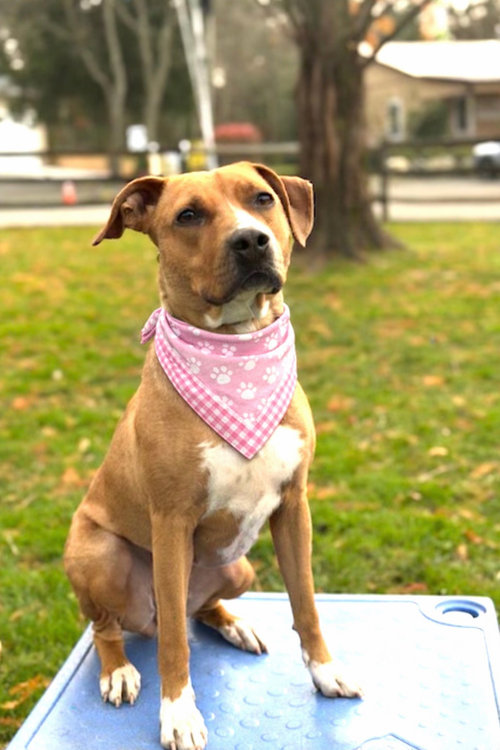 picture of the dog needing adoption