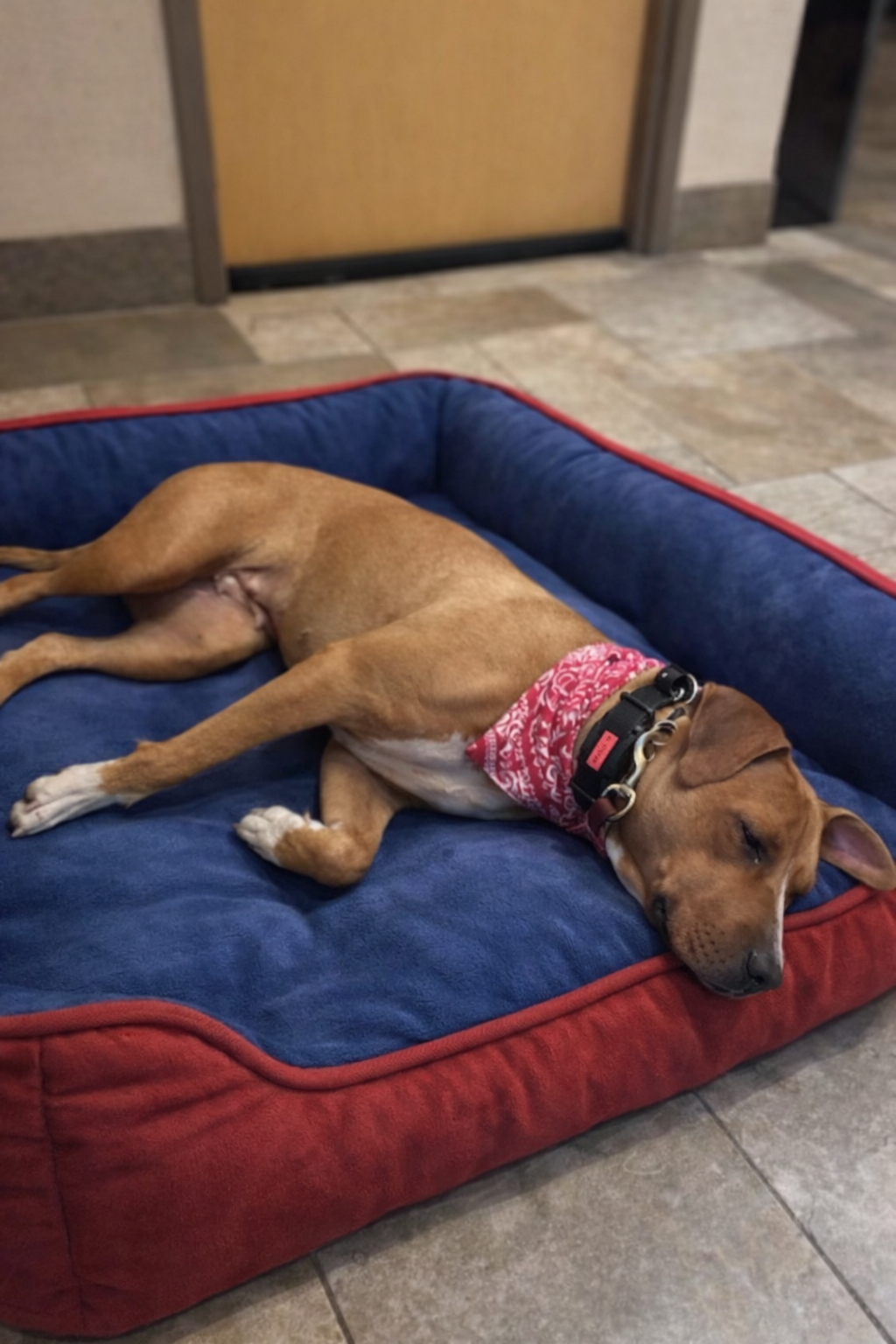 Clover- very smart went to svs dog training school