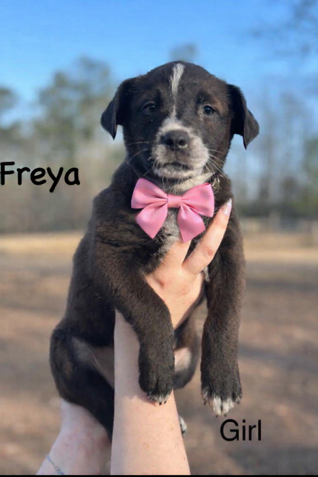 FREYA Image